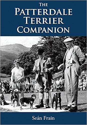 patterdale terrier for stud