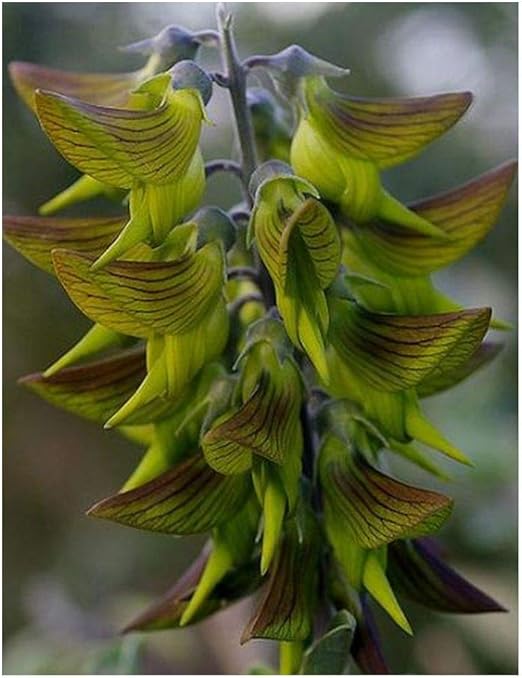 Crotalaria cunninghamii Green Birdflower Regal Birdflower 10