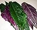 Handama, Suizenjigusa, Okinawa Spinach - Gynura - Edible Houseplant - 4