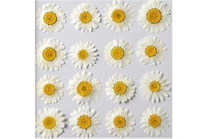 YUNZHI 50pcs Natural Dried Daisy Flower, Vacuum Packaging, Pressed Flower for House Decoration, Jewelry Making, Phone case Decoration (White)