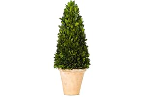 BOXWOOD VALLEY Real Preserved Boxwood Evergreen Potted Tree Globe Tree Topiary in Terracotta Planter, Home Decor Christmas, New Year, Anniversary, Housewarming Decor(Cone Topiary, 17 inches)