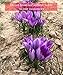 Redsaff Afghan Saffron Threads, 250 + Color Reading Non GMO, Vegan, 1.5 Gram