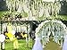TRvancat Artificial Wisteria Hanging Vine 12 Pack 3.6FT/pcs, Fake Silk Flowers in Natural Chain Garland for Wedding Ceremony Arch Party Home Garden Decor (White)