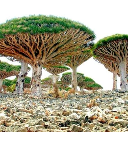 Flora De Gran Canaria Dracaena Draco Las Islas Canarias árbol De Dragón Naranja Fruto Maduro 243724916