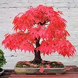 10pcs Red Maple Seeds Garden Indoor Beautiful Potting Plant