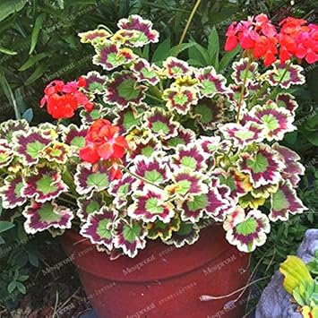 Amazon Co Jp ボスクレイジー 100ピースまれなゼラニウム種子斑入りゼラニウム鉢植えウィンターガーデンフラワー盆栽鉢植えフラワー植物ホーム ガーデン Diy Tools Garden