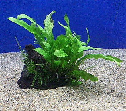 Amazon 水草 生体 ミクロソリウム流木付 ネットファームジャパン Djdl 生体水草 通販