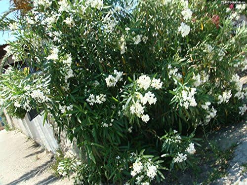 OLEANDER WHITE - 15 fresh CUTTINGS + 200 seeds(mixed colors) BUY2 get 1 FREE