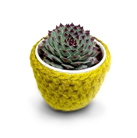 HILLMART Natural Live Succulent Sempervivum calcareum Red tip