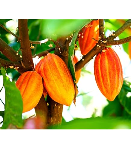 Amazon.com : New and Healthy Theobroma Cacao Cocoa Chocolate