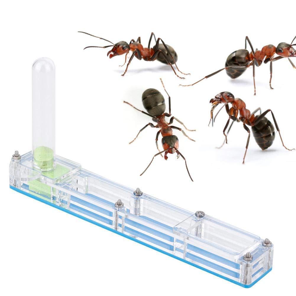 Acrylic Ant Breeding House, transparent Insect breeding box, Nest Formicarium Display Box, ant living feeding box with Water Tower Moisturizing(blue)
