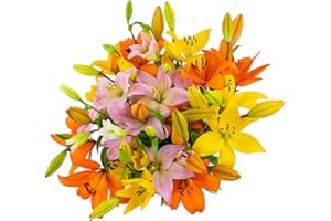Stargazer Barn Sunrise Lily Bouquet Gift Fresh Flowers for Christmas, Holiday, Birthday, Anniversary, Sympathy, Congratulations, Thank You Valentines Day