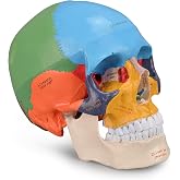Skillssist Life-Size Colored Human Skull Anatomy Model | Three detachable parts, 22 color-coded bones, laser-etched labels and non-toxic PVC construction