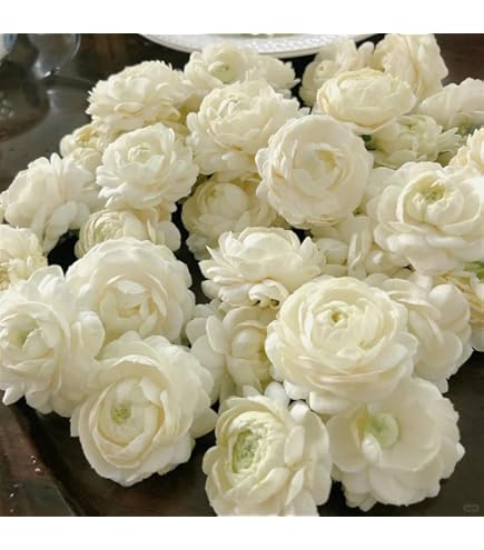 Amazon.com : Jasmine Flower Seeds for Planting, 99 Double Jasminum
