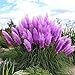 500 Pcs New Rare Purple Pampas Grass Seeds Ornamental Plant Flowers Grass Seeds