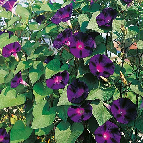 Kings Seeds - Ipomoea Grandpa OTT - 30 Seeds