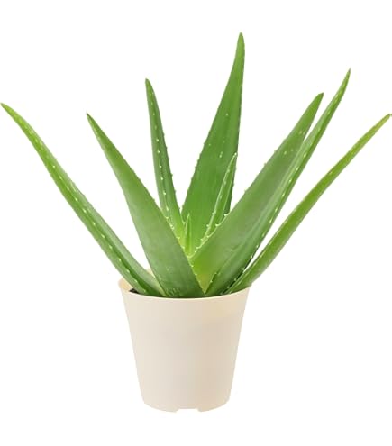 aloe vera gel griechenland Aloe Vera Gel, kNk  Maharishi Ayurveda Europe B.V. [DE]