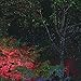 Tristar Products Red/Green Star Night Laser