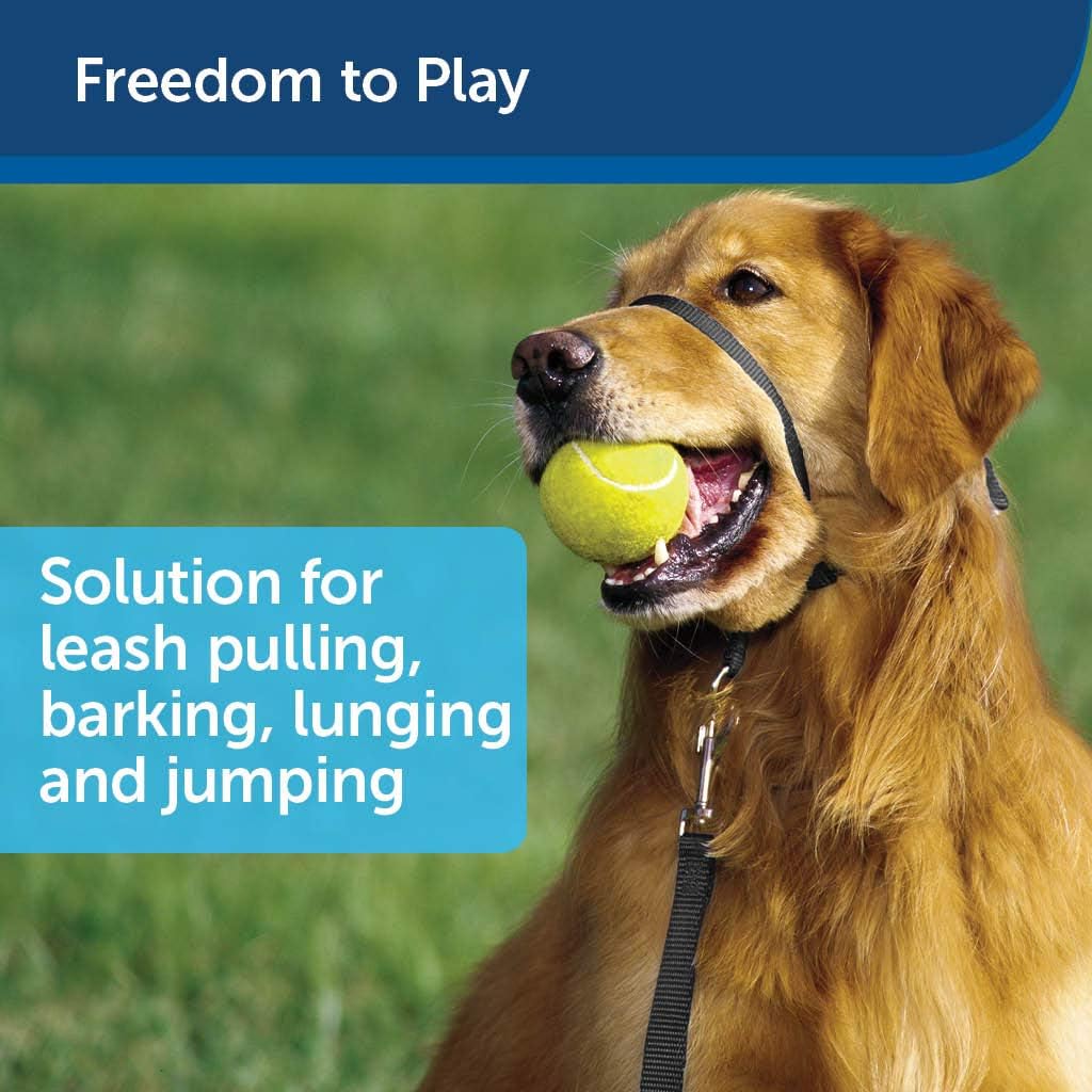 the gentle leader harness