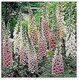 David's Garden Seeds Flower Foxglove Excelsior Mix