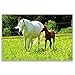 HORSES postcard set of 20 postcards. Horse post card variety pack. Made in USA.