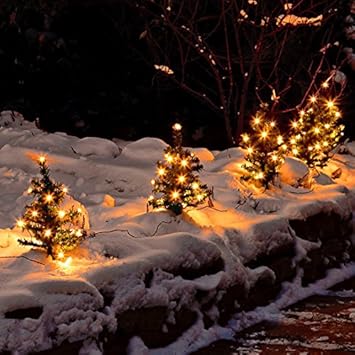 Gärtner Pötschke Weihnachtstannen Lichterglanz, 6er-Set