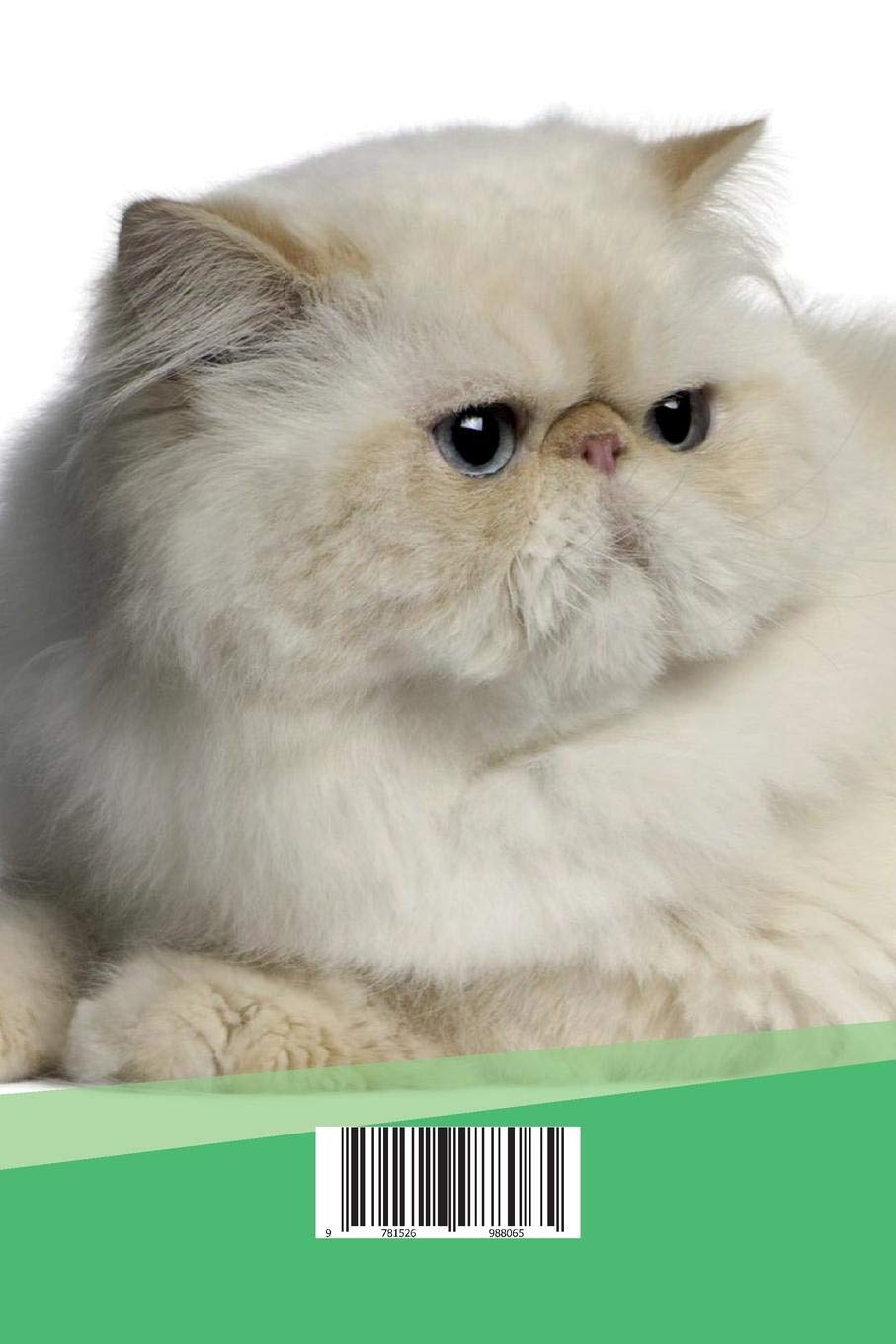 persian cat eye care