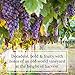 Scentations Potpourri - Cabernet Legacy No. 28 Scent, 8 oz Bag