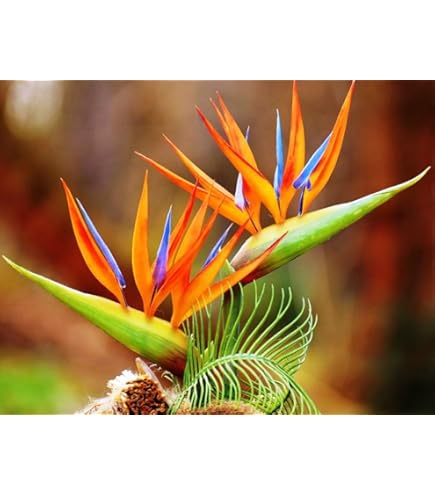Amazon.com : White Bird of Paradise Seeds - 5 Seeds to Grow - Great Indoor  Plant or Bonsai - Strelitzia nicolai : Patio, Lawn & Garden