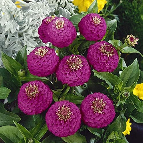 200pcs Purple Zinnia Seeds MultiLayered Zinnia Flower Seeds For