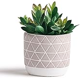 Kurrajong Farmhouse Artificial Plant | 8" Fake Plant for Desk Decor | Artificial Succulent in Pot | Fake Succulent | Faux Plant Indoor | Faux Plant for Shelf Decor