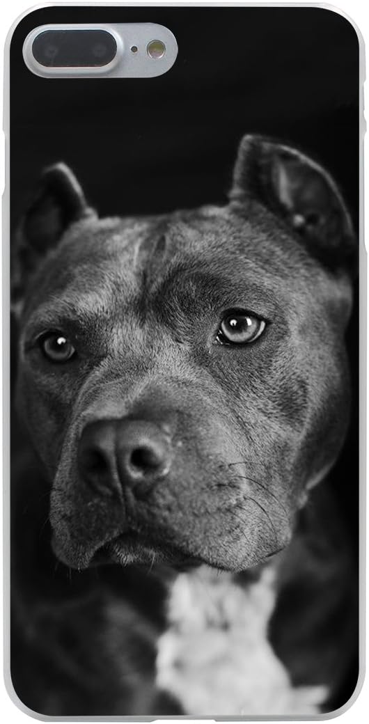 pitbull dog puppy black