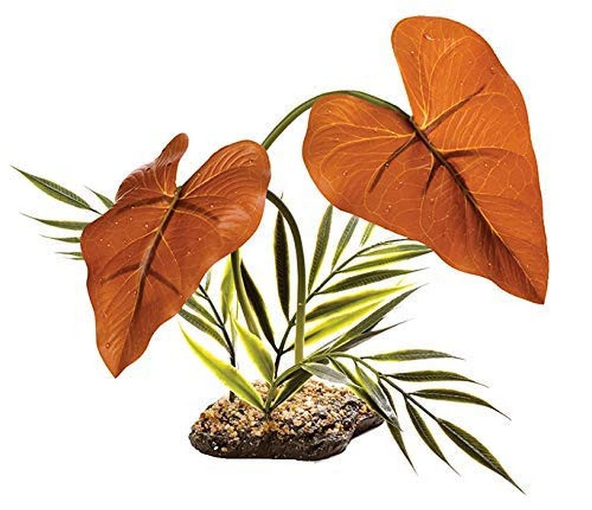 Komodo Rainforest Canopy,Brown