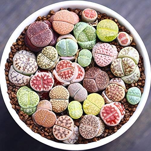 Live Fat Succulent Plant Mini Succulents Colorful Lithops Gow Fast 10 PCS Collection (0.15"~ 0.3" Bare Root)