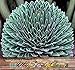 20 x Agave victoriae-reginae a.k.a Queen Victoria agave, royal agave Seeds - one of the most beautiful and desirable species - By MySeeds.Co