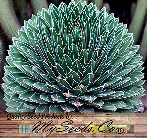 20 x Agave victoriae-reginae a.k.a Queen Victoria agave, royal agave Seeds - one of the most beautiful and desirable species - By MySeeds.Co 20 x Agave victoriae-reginae a.k.a Queen Victoria agave, royal agave Seeds - one of the most beautiful and desirable species - By MySeeds.Co