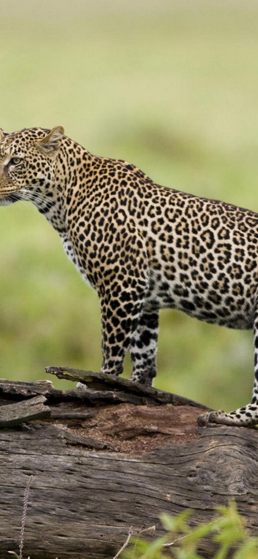 PeelitStickit Tiger, Animal Wall Murals ID-059, vinyl