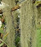 Organic Spanish Moss - Live Air Plant -Overstuffed Gallon Bag-We pick when U Buy