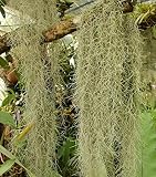 Spanish Moss Sea Foam Moss Quart Gallon Moss Tillandsia