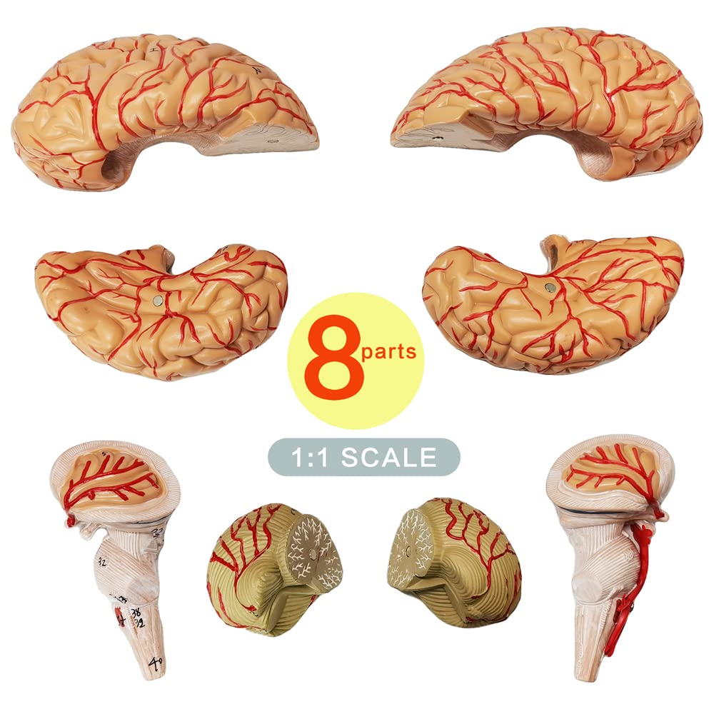 Mua HADWYN Human Brain Model Anatomy 9-Part Model of Brain Life Size ...