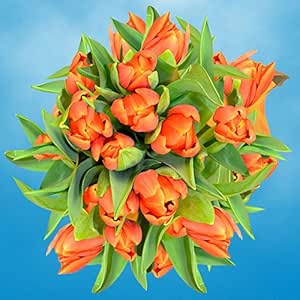 Amazon.com : GlobalRose 30 Stems of Orange Tulips Flowers ...