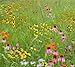 Short Grass Meadow Mix (Mix 111), 500 Certified Pure Live Seed, True Native Seed