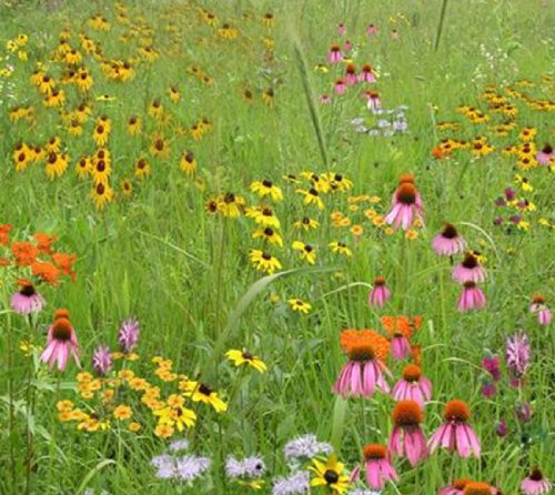 Short Grass Meadow Mix (Mix 111), 500 Certified Pure Live Seed, True Native Seed Short Grass Meadow Mix (Mix 111), 500 Certified Pure Live Seed, True Native Seed