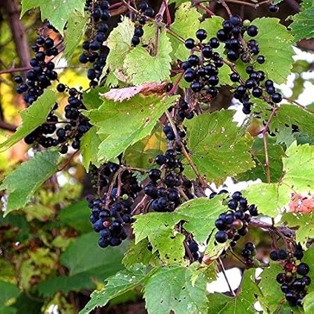 Wild Grape Vine Seeds (Vitis riparia 