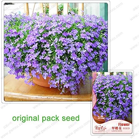 Amazon 1種子 パック ロベリア エリヌス種子 緑の皿の花 花ロベリア種子 バルコニーの鉢植えの植物 庭の花 花