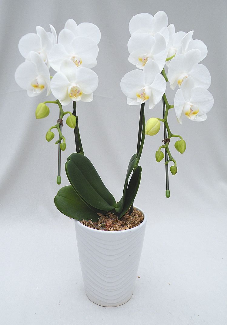 大切な時に大切な方へフラワーギフト【胡蝶蘭】【花】を贈ってみませんか？ 生産農家から直送！ミディー胡蝶蘭 爽やかな白・アマビリス 4寸2本立ち 立札やラッピングもできます！(開店祝・お歳暮・お誕生日・お供え花・お盆）商品画像