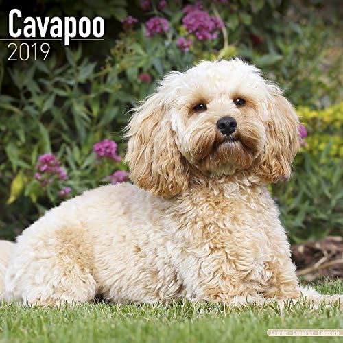 Cavapoo Calendar 2019 Calendar – 1 July 2018