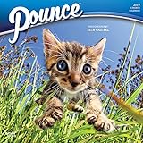 Pounce 2019 12 x 12 Inch Monthly Square Wall Calendar, Kitten Humor (Multilingual Edition) by 
