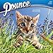 Pounce 2019 12 x 12 Inch Monthly Square Wall Calendar, Kitten Humor (Multilingual Edition) by 