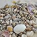 Miniature Fairy Garden Tiny Seashells